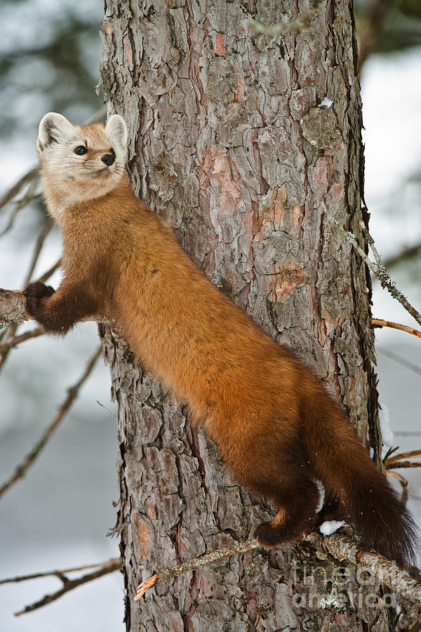 Pine Marten by Michael Cummings Pine Marten by Michael Cummings