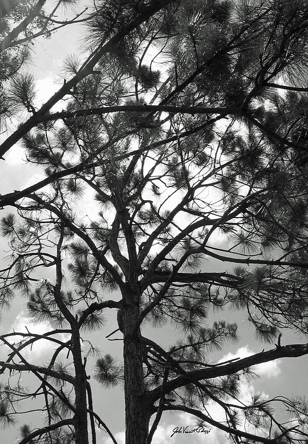 Pine Sky #1 Photograph by John Vincent Palozzi