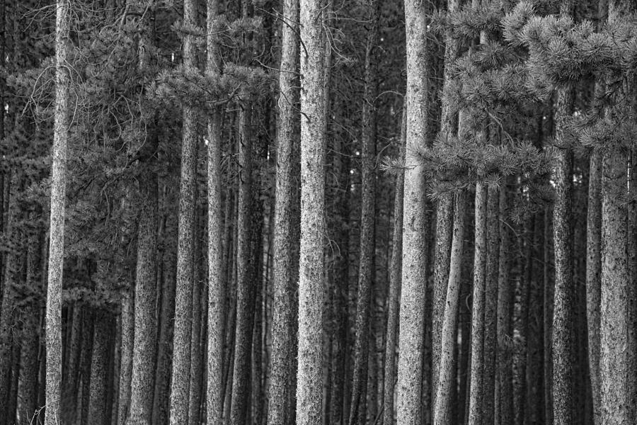 Pine Tree Forest #1 Photograph by James BO Insogna