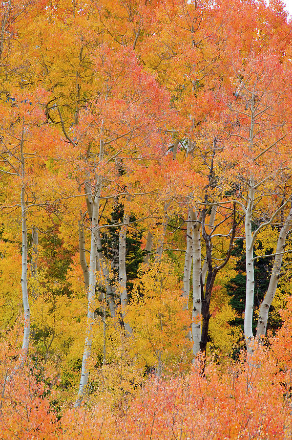 Salt Lake City Photograph - Pine Trees Among Yellow, Orange #1 by Howie Garber