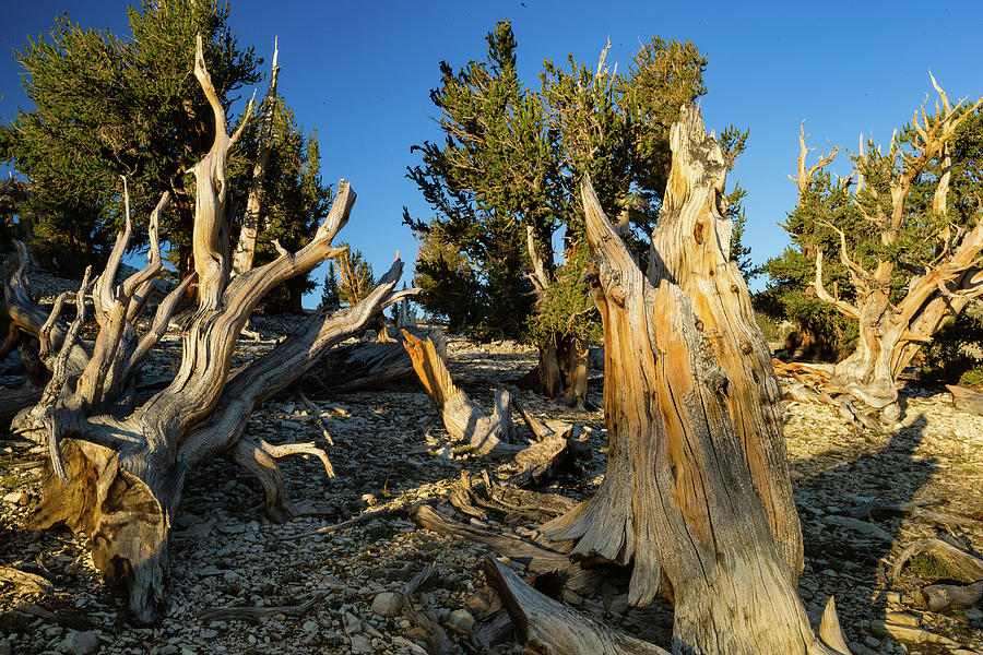 Nature Photograph - Pine Trees In Ancient Bristlecone Pine #1 by Panoramic Images