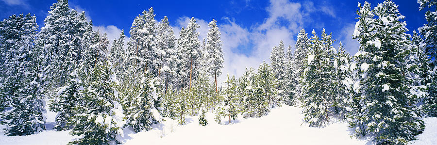 Nature Photograph - Pine Trees On A Snow Covered Hill #1 by Panoramic Images