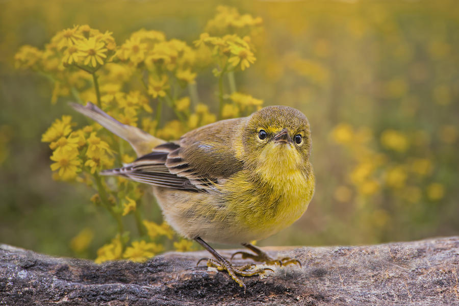 Pine Warbler #1 Photograph by Bonnie Barry