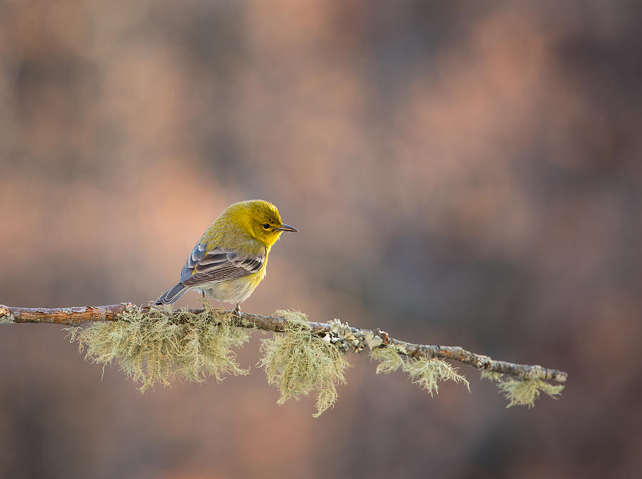 Pine Warbler #1 Photograph by Christy Cox