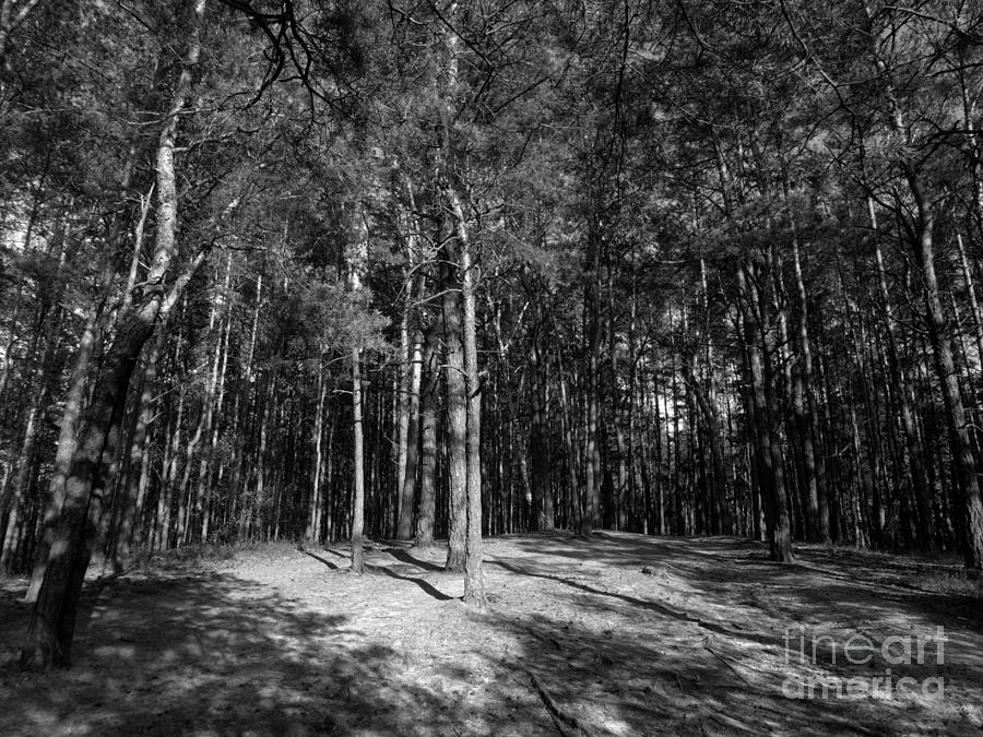 Pine Wood Photograph by Dariusz Gudowicz