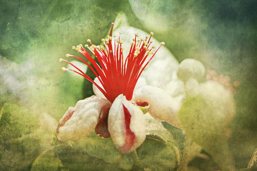 Pineapple Guava Flower #1 Photograph by Beth Taylor