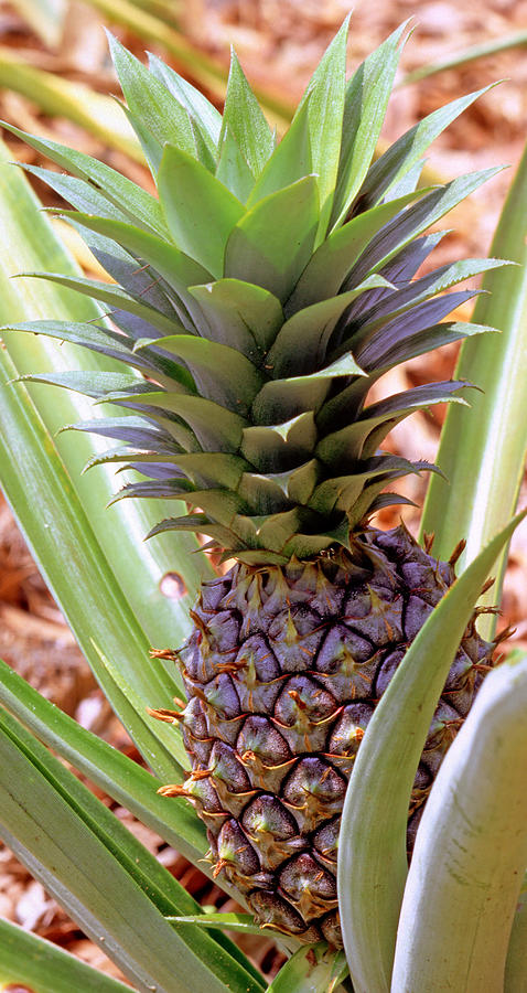 Pineapple Plant #1 Photograph by Millard H. Sharp