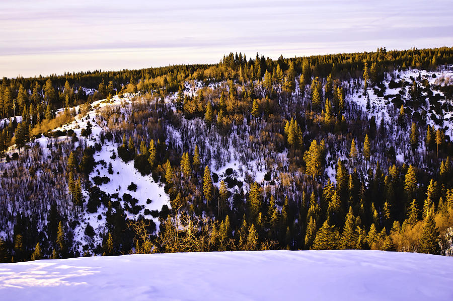 Pines On The Ridge  Photograph by Sherri Meyer