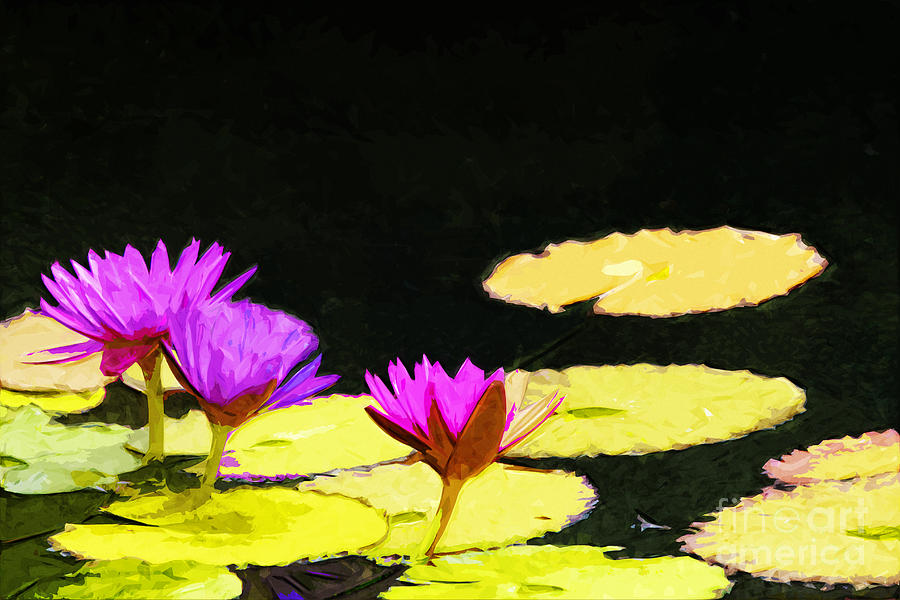 Pink And Violet Water Lily #1 Photograph by Ules Barnwell