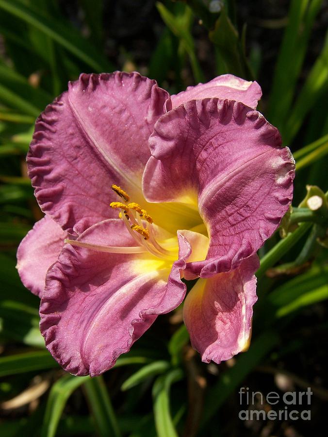 Pink and Yellow Lily Photograph by Helene Guertin - Fine Art America