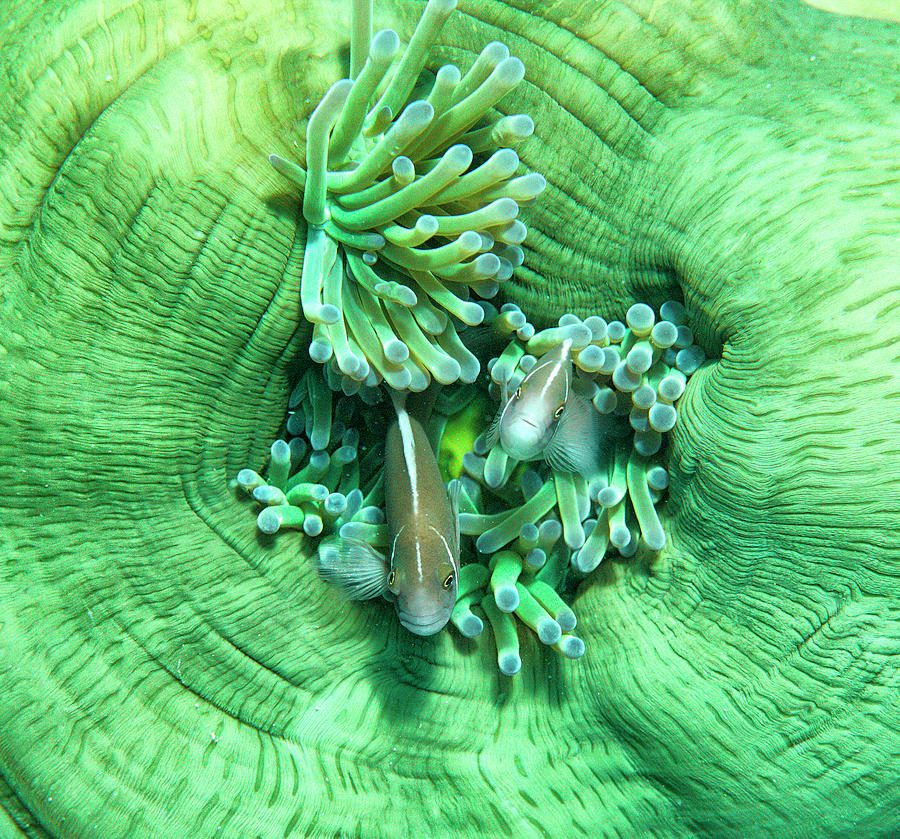 Pink Anemonefish, Chumphon Pinnacle, Ko #1 Photograph by David Santiago Garcia Pink Anemonefish, Chumphon Pinnacle, Ko #1 Photograph by David Santiago Garcia