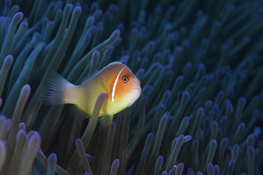 Pink Anemonefish, Yap, Micronesia #1 Photograph by Andreas Schumacher