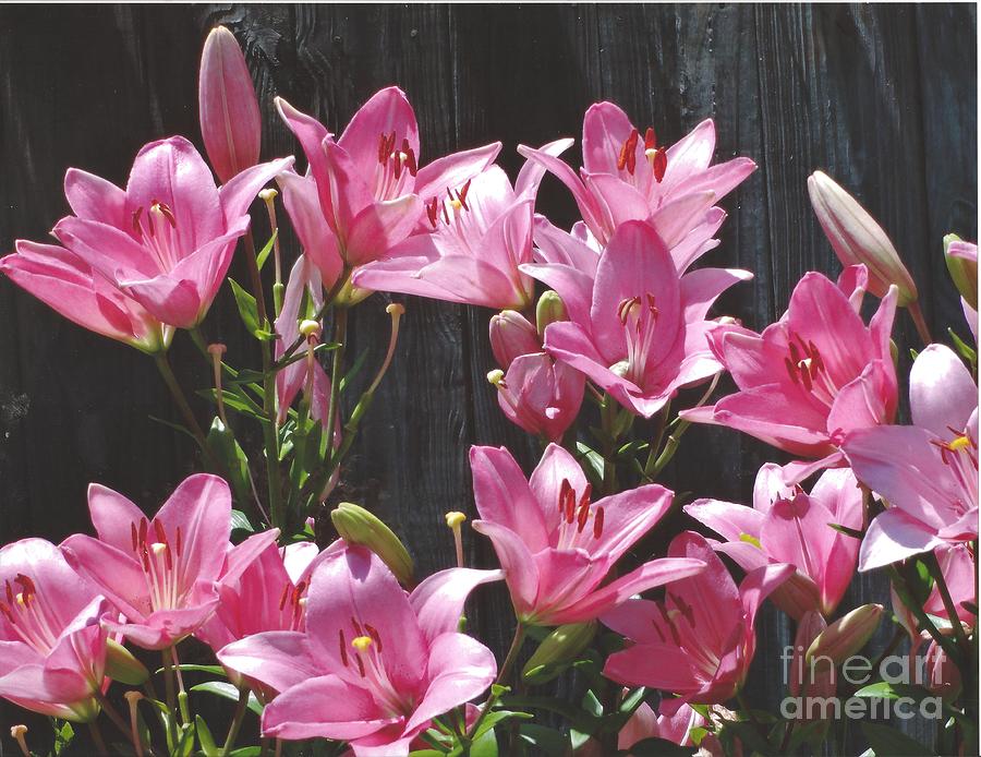 Flower Photograph - Pink Asiatic Lilies by Rod Ismay