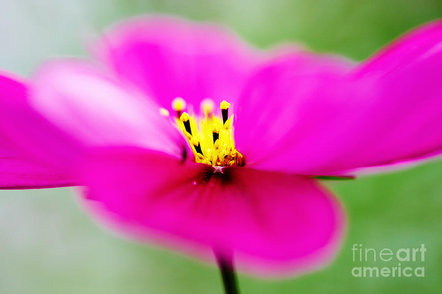 Pink Aster Flower Photograph