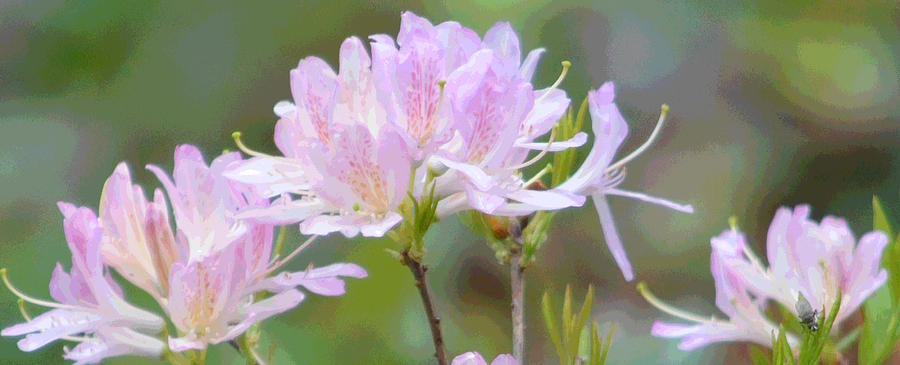 Flowers Still Life Photograph - Pink Azalea #1 by Nicki Bennett