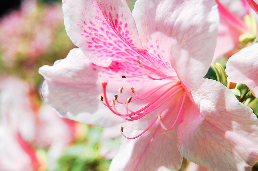 Spring Photograph - Pink Azalea #2 by Parker Cunningham