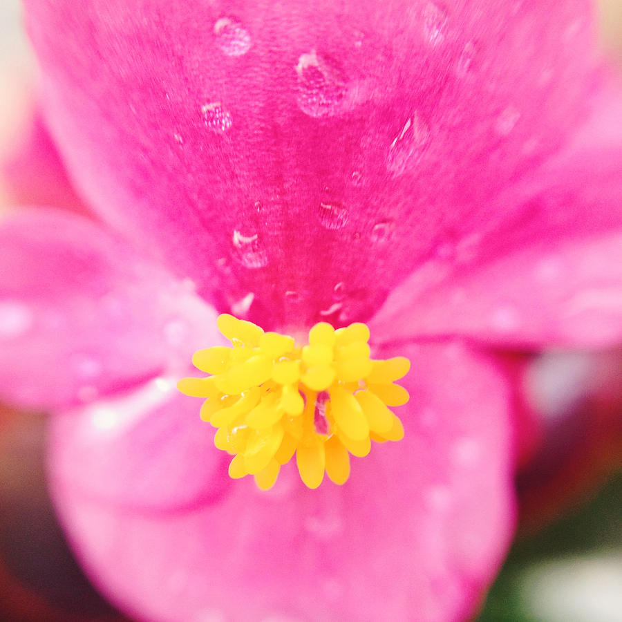 Nature Photograph - Pink Begonia Raindrops #1 by Gemma Knight