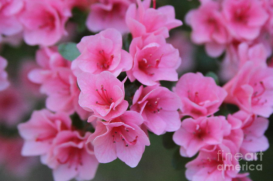 Flower Photograph - Pink Blooming Azaleas by Cathy Lindsey