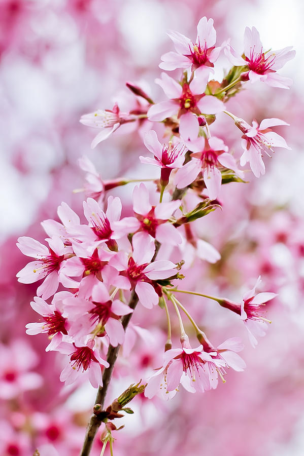 Pink Blossoms #1 Photograph by Elvira Pinkhas