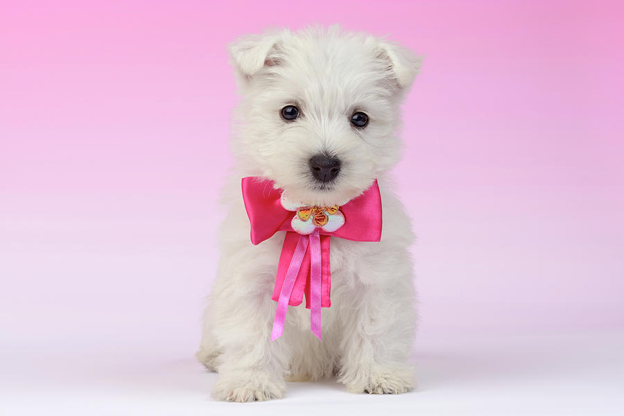 White Painting - Pink Bow Puppy #2 by MGL Meiklejohn Graphics Licensing