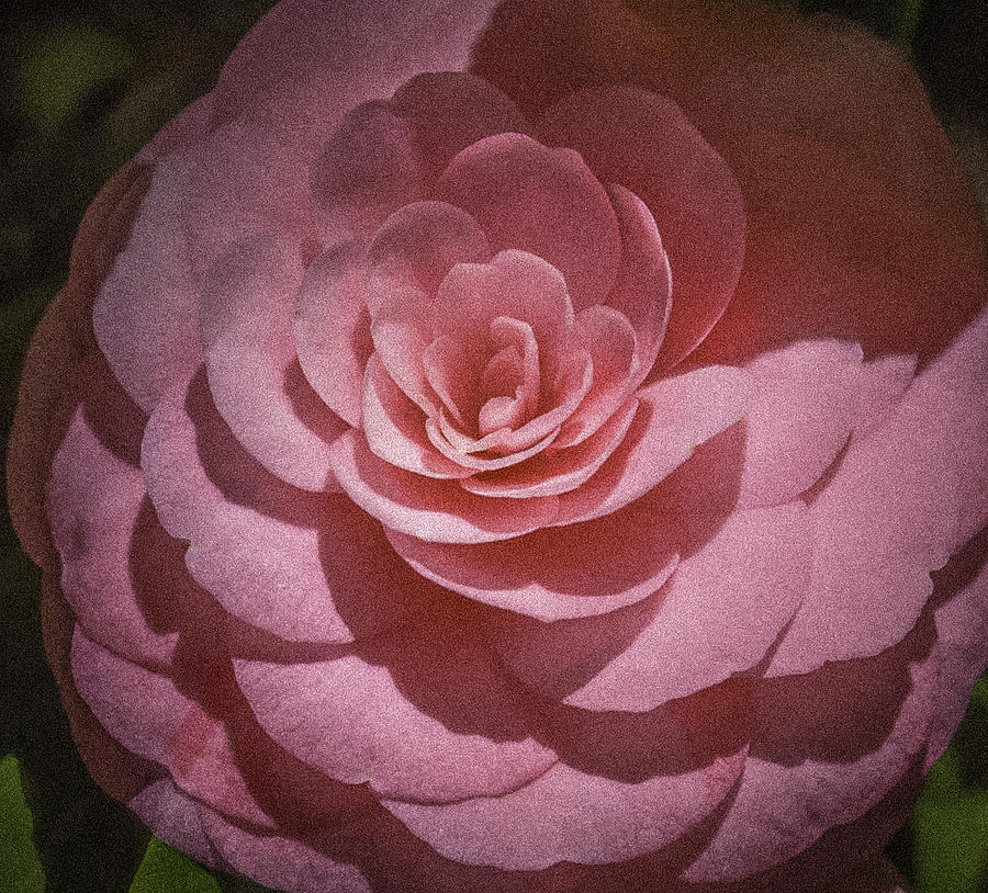 Pink Camellia #1 Photograph by Karen Stephenson