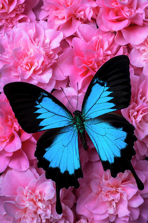 Pink Camilla And Blue Butterfly #1 Photograph by Garry Gay