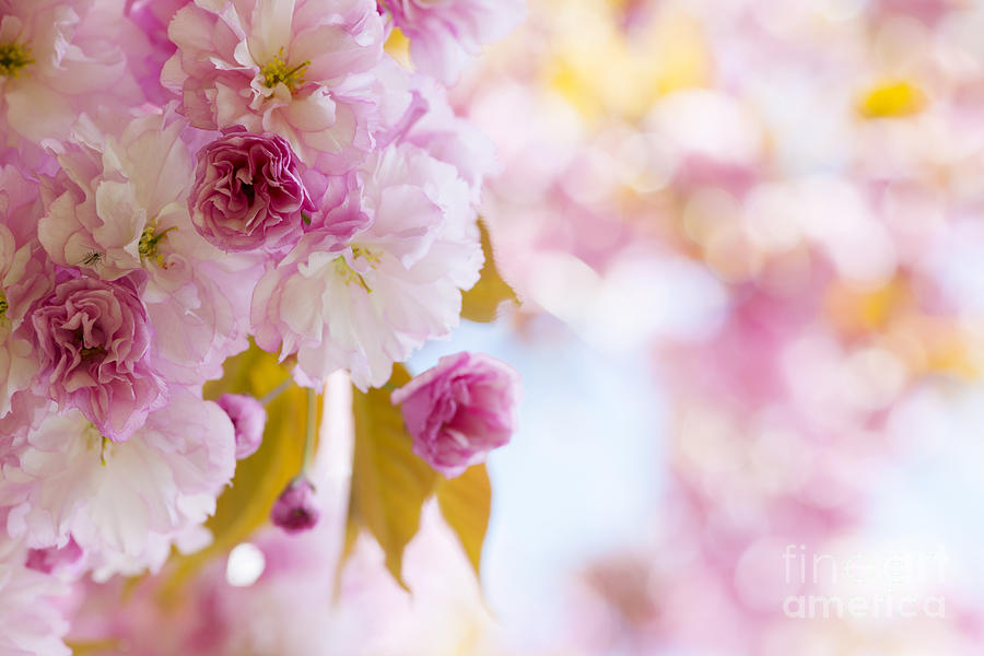 Pink cherry blossoms in spring orchard 1 Photograph by Elena Elisseeva