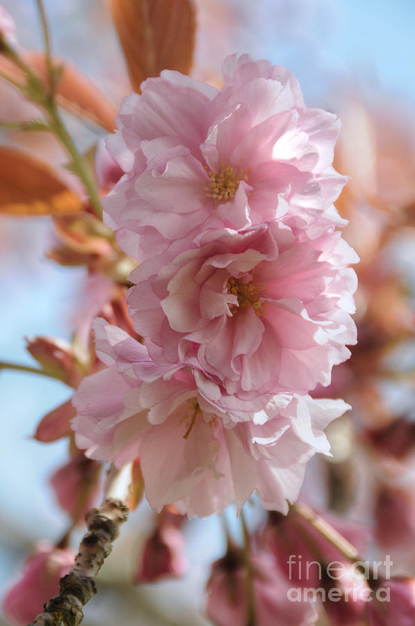 Pink Cherry Blossoms #1 Photograph by Sarah Schroder