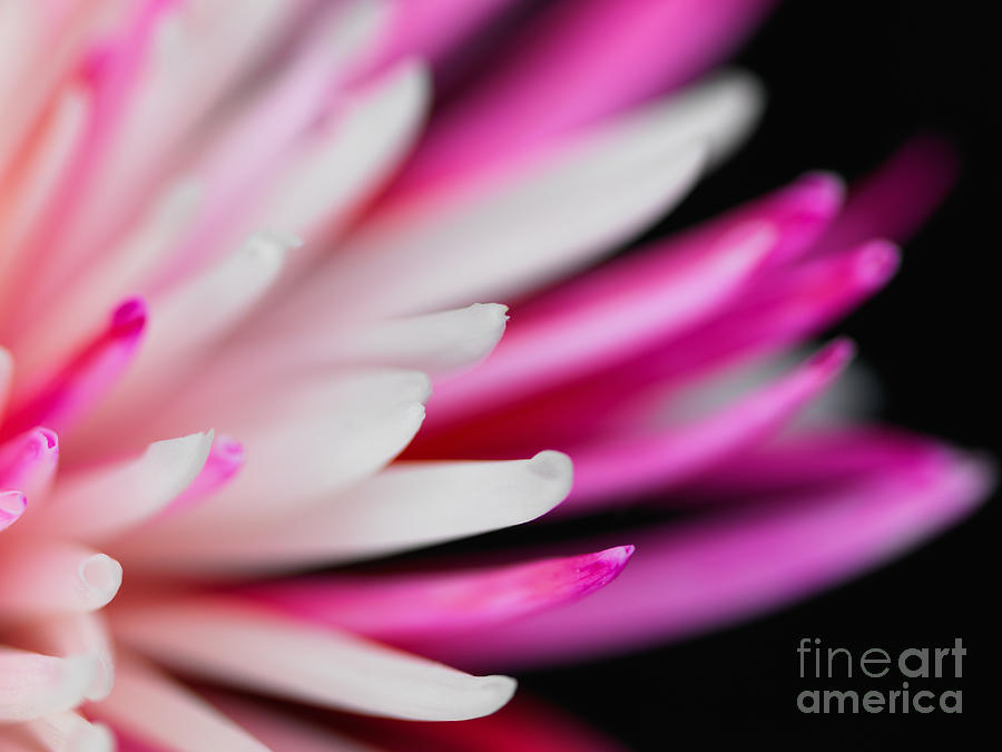 Pink Chrysanthemum Flower Isolated on Black Background. Macro  #1 Photograph by Laurent Lucuix