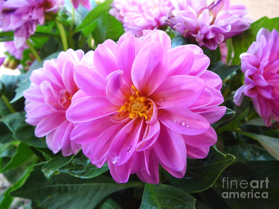Spring Photograph - Pink Chrysantmum #1 by Stefano Piccini