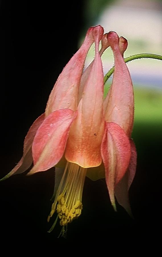 Pink Columbine #1 Photograph by Bruce Bley