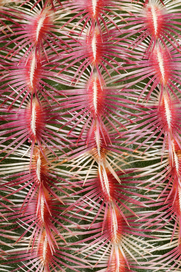 Pink Comb Cactus #1 Photograph by Nigel Downer