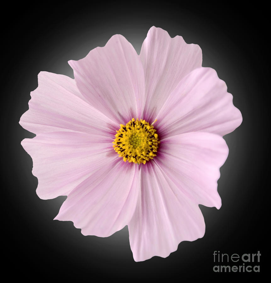 Pink Coreopsis Daisy #4 Photograph by Tony Cordoza