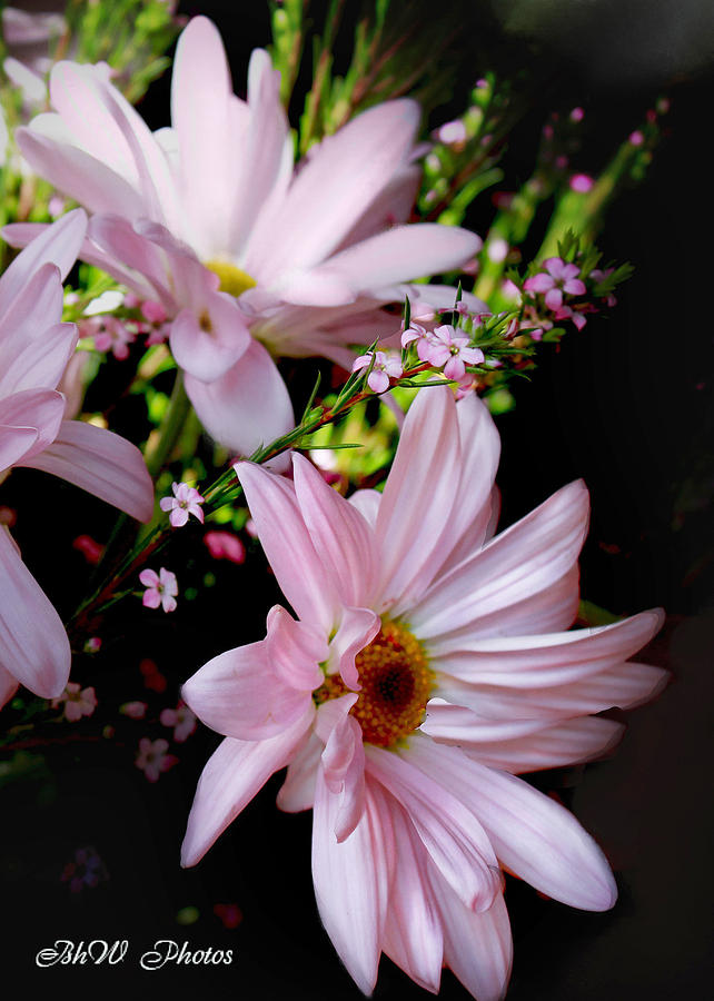Pink Dahlia #1 Photograph by Bonnie Willis