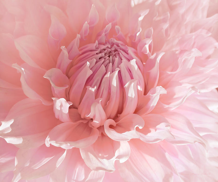 Pink Dahlia Flower Macro Photograph by Jennie Marie Schell
