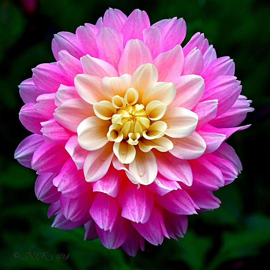 Pink Dahlia #1 Photograph by Nick Kloepping