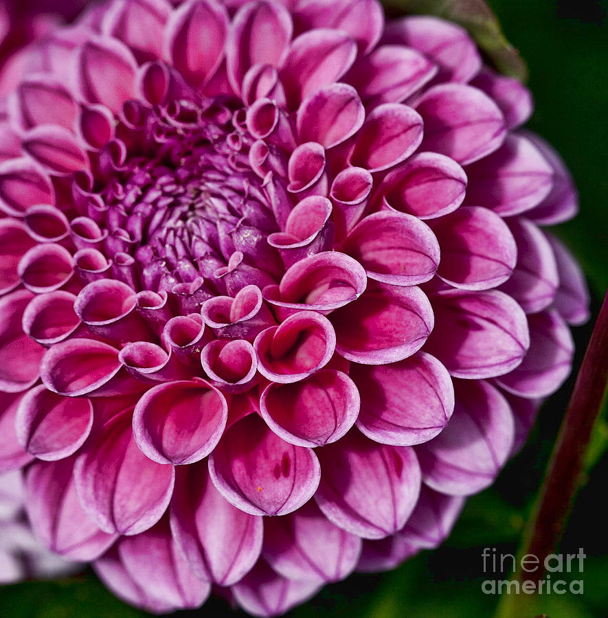 Pink Dahlia #1 Photograph by Shirley Mangini