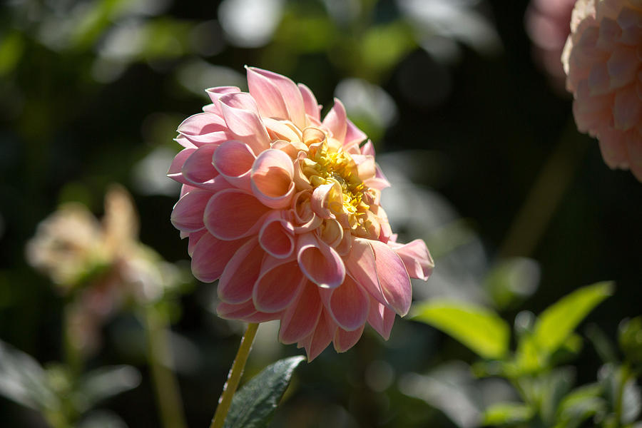 Pink Dahlia #1 Photograph by Susan Jensen