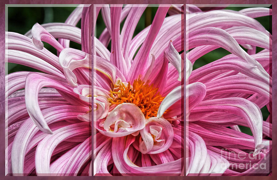 Pink Dahlia Triptych #2 Photograph by Shirley Mangini
