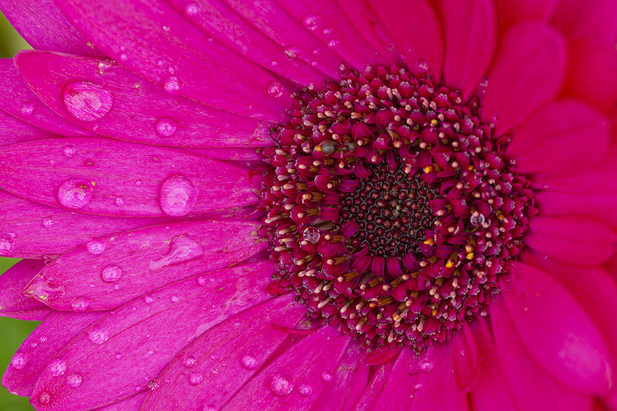Pink daisy #1 Photograph by Alexey Stiop