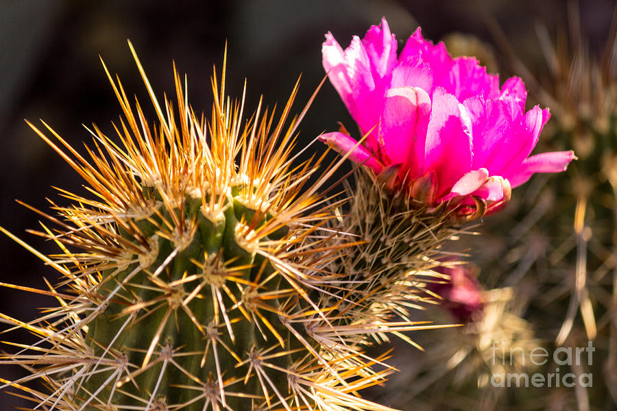 Pink Desert Flower #1 Photograph by Beverly Tabet