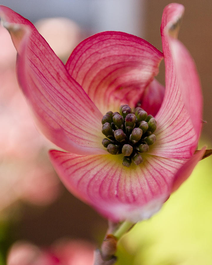 Flower Photograph - Pink Dogwood #1 by Jatin Thakkar