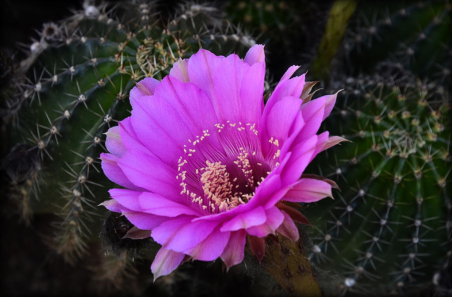 Pink Easter Lilly Cactus  #2 Photograph by Saija Lehtonen