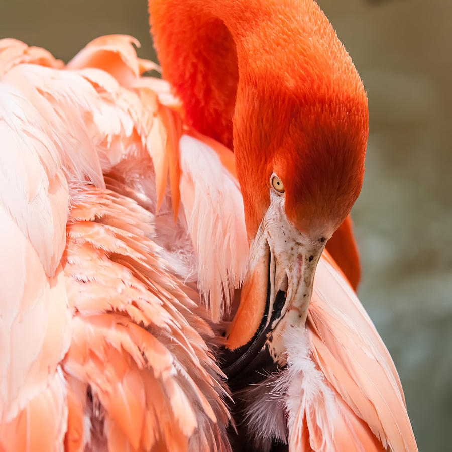 Pink Flamingo At A Zoo In Spring #1 Photograph by Alex Grichenko