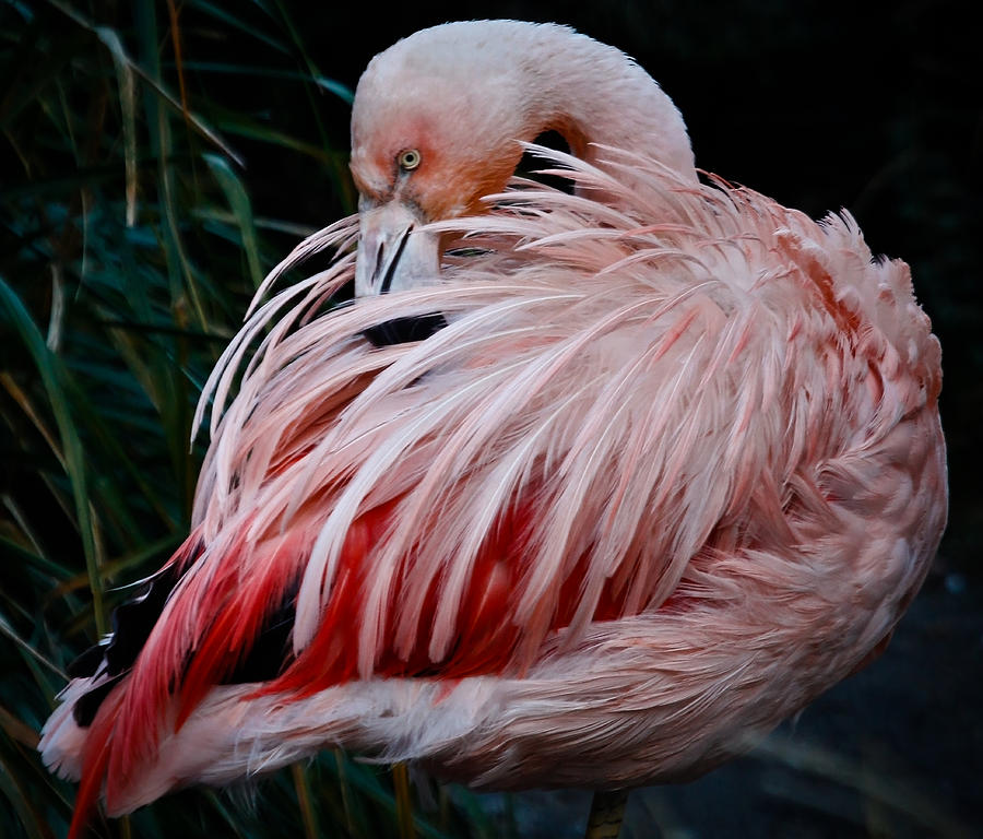Pink Flamingo Photograph by Athena Mckinzie