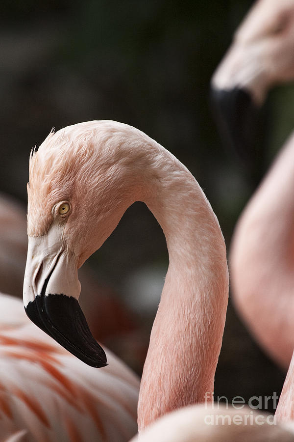 Pink Flamingo #1 Photograph by Douglas Barnard