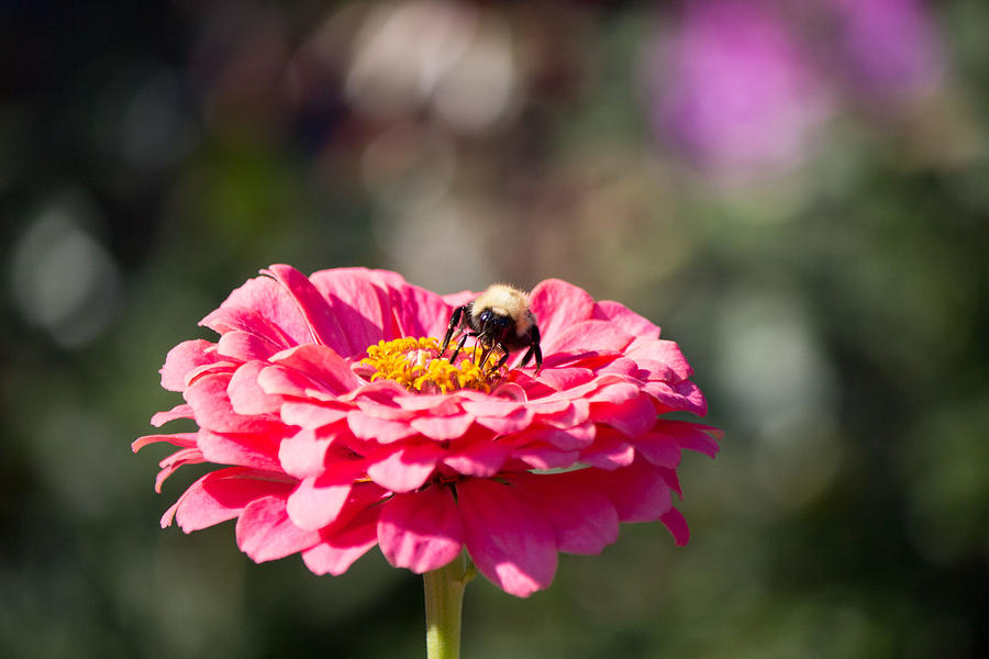 Pink flower and bee #1 Photograph by Susan Jensen