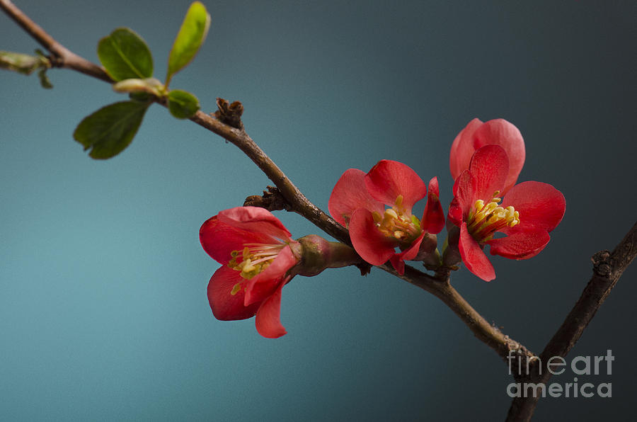 Spring Photograph - Pink Flower on blue by Jelena Jovanovic