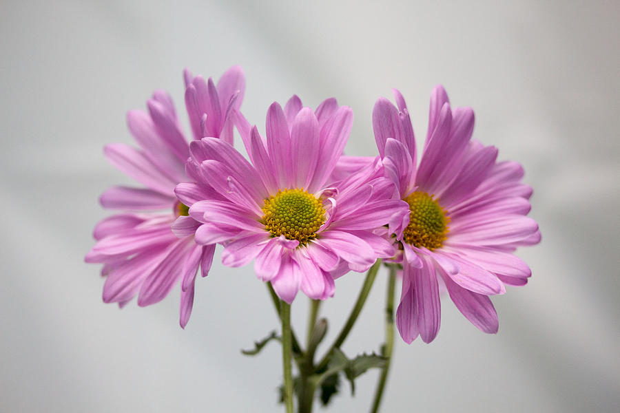 Pink flower #1 Photograph by Susan Jensen