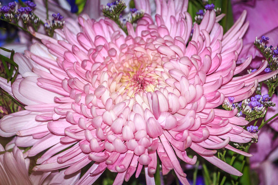 Pink Chrysanthemum Photograph by Tracy Brock